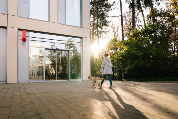 Guide dog leads woman to a pharmacy service labrador leads woman to a pharmacy walking aide stock pictures, royalty-free photos & images