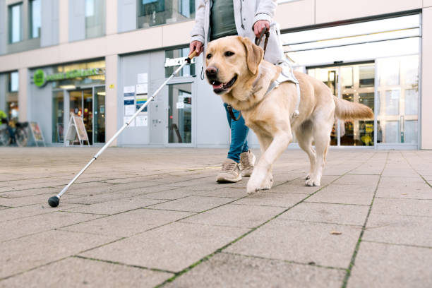 Guide dog leads woman over a urban place stock photo