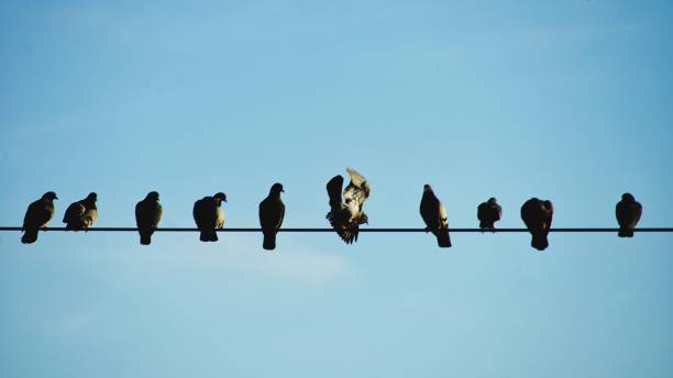 istock Low angle shot of a line of birds perched on a wire 1437272211