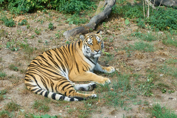 istock Siberian tiger, Panthera tigris altaica 1437272885