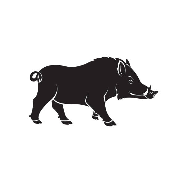 Simple Razorback Outline 20+ Razorback Silhouette Stock Photos, Pictures & Royalty-Free Images ...