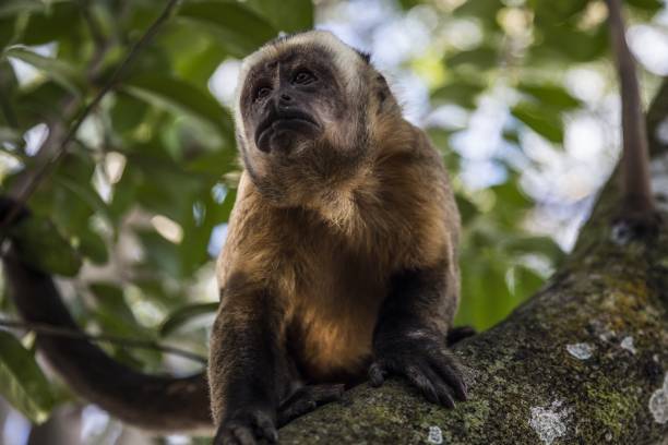 istock Selective focus shot of an adorable tufted capuchin sitting on a tree branch 1437276690