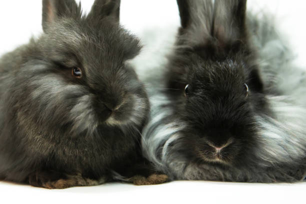 2匹のかわいいふわふわの黒いウサギ、1匹の大人と1匹の小さなウサギ。 - アンゴラうさぎ ストックフォトと画像