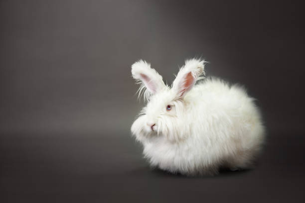 アンゴラ種のふわふわの白ウサギ。 - アンゴラうさぎ ストックフォトと画像