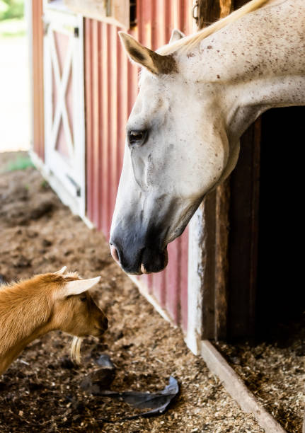 istock Horse and goat 1437278995