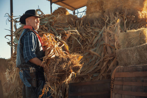 istock Hardworking farmer in a blue jacket and cowboy hat cleans up hay bales 1437281493