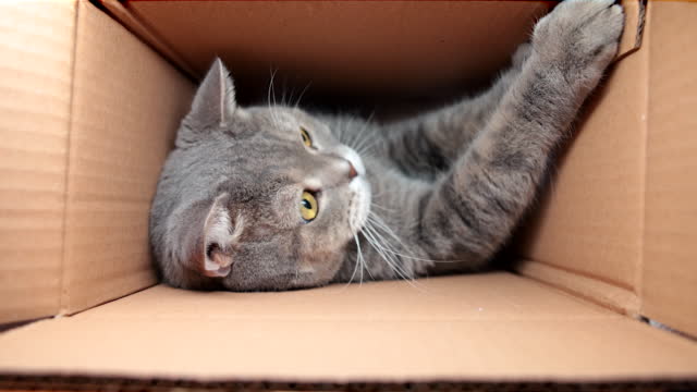 Curious and playful cat in a cardboard box