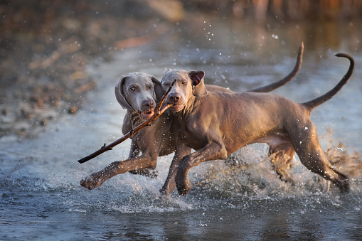 Picture of a Weimaraner dogs running in a lake