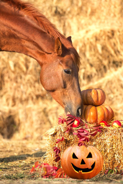 istock Horse with pumpkins 1437281672