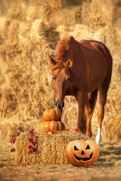 istock Horse with pumpkins 1437281680