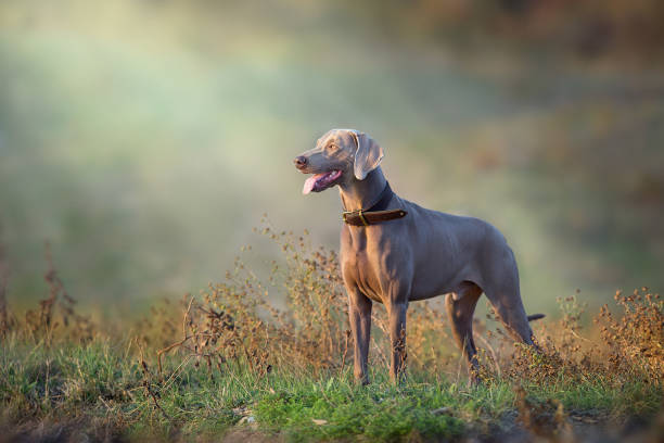 chien weimaraner dans un collier pointant à l’extérieur en automne - weimaraner dog animal domestic animals photos et images de collection