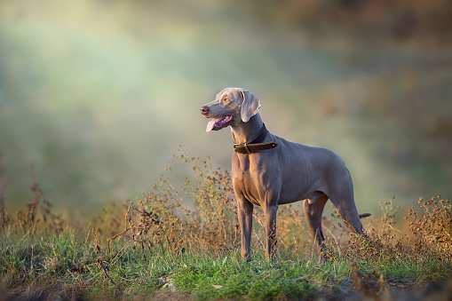 Weimaraner dog in a collar pointing outdoors in autumn