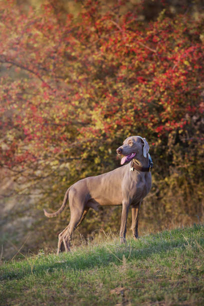 weimaraner cão em uma coleira apontando ao ar livre no outono - pheasant hunting dog retriever - fotografias e filmes do acervo