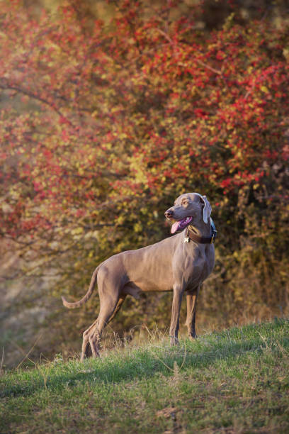собака веймаранера в ошейнике, указывающая на улицу осенью - pheasant hunting dog retriever стоковые фото и изображения