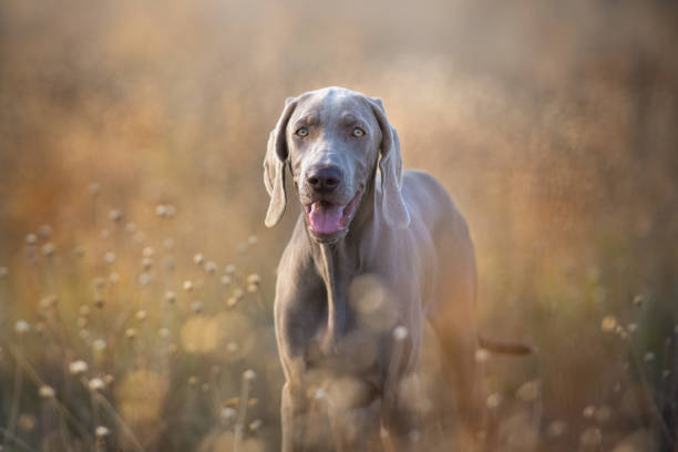 portrait de chien braque de weimar - pheasant hunting dog retriever photos et images de collection