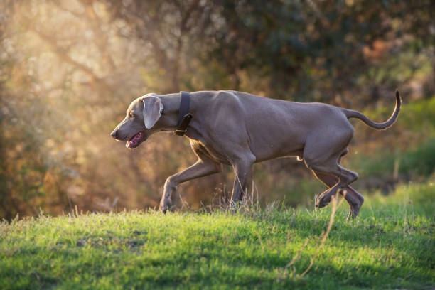 istock Weimaraner dog in a collar pointing outdoors in autumn 1437281815