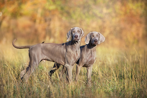 Two Weimaraner dog in fall landscape in sunny day