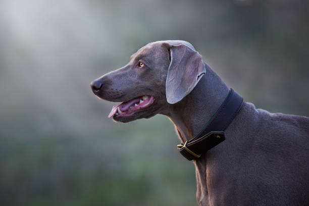 weimaraner cachorro retrato - pheasant hunting dog retriever - fotografias e filmes do acervo