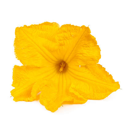 Close-up, big yellow zucchini flower isolated on white background.