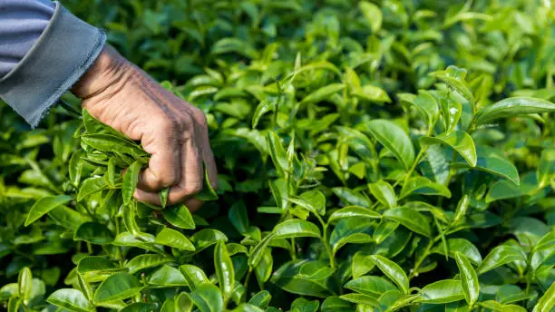 Picking tea leaves by hand in organic green tea farm. Beautiful fresh green tea plantation . Organic Green tea plantation field.