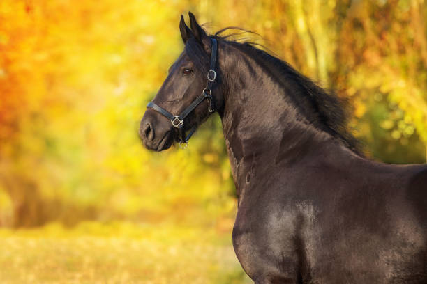 istock Horse in orange autumn trees 1437283862