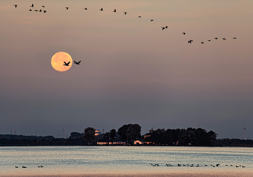 Full moon at dawn over island on lake with silhouettes of flying geese