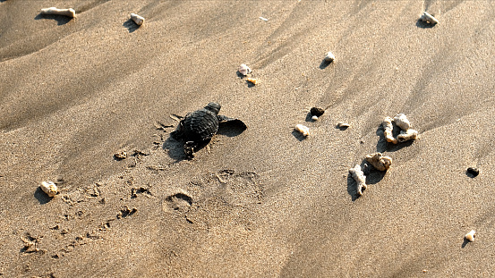 Young turtles in nature just born, run in the sand by the seashore