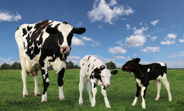 istock Holstein cow and two calves in green field 1437287426