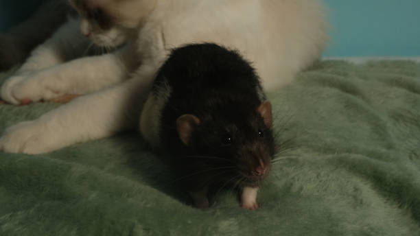 istock Cute white cat and black rat. 1437287448