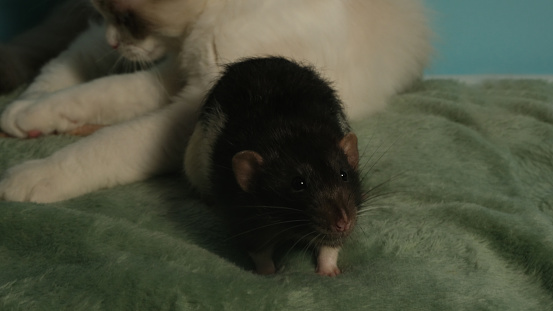 Cute white cat and black rat.