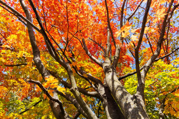 istock Looking up into maple trees in full fall foliage.  Bright sunny October day. 1437287769