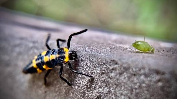 one ladybug larve (coccinellidae) closes in on its main food staple, an herbivorous aphid.