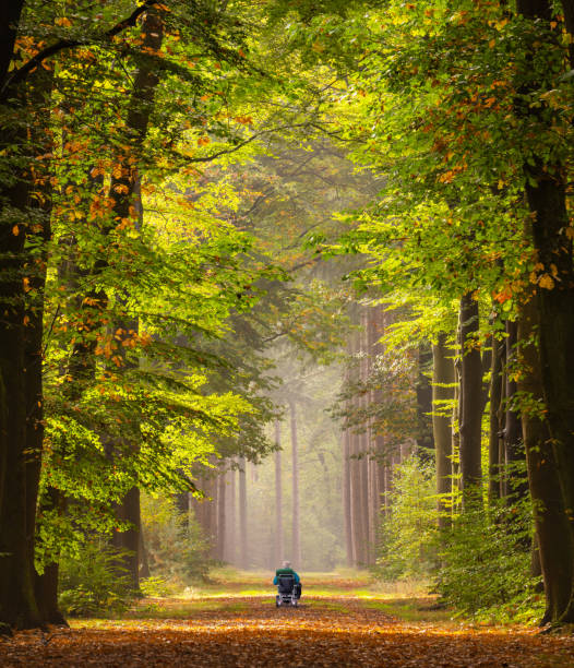 Rear view on senior wheelchair user in Treelined avenue in forest in autumn colors with footpath  in fog stock photo