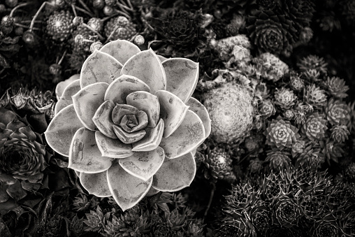 Succulent flowerbed in black and white