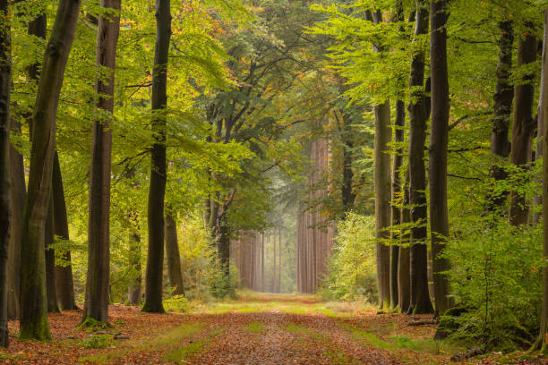 istock Footpath in treelined avenue with autumn leaf color 1437288366