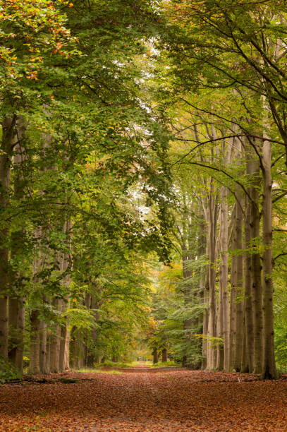 istock Treelined footpath in avenue with autumn leaf color 1437288476