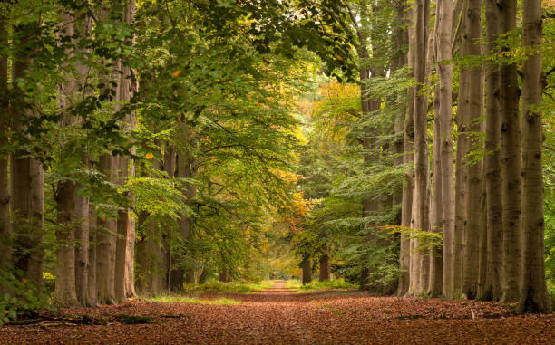 Treelined footpath in avenue with autumn leaf color. Location: Gelderland / Netherlands