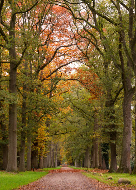 Treelined footpath in avenue with autumn leaf color. Location: Gelderland / Netherlands