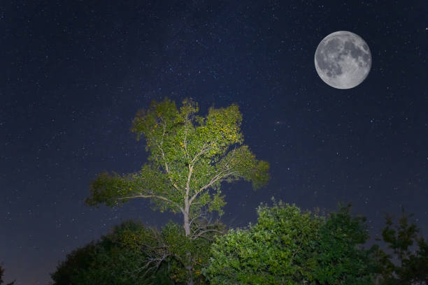 istock night forest on starry sky with fool moon, night outdoor scene 1437289596