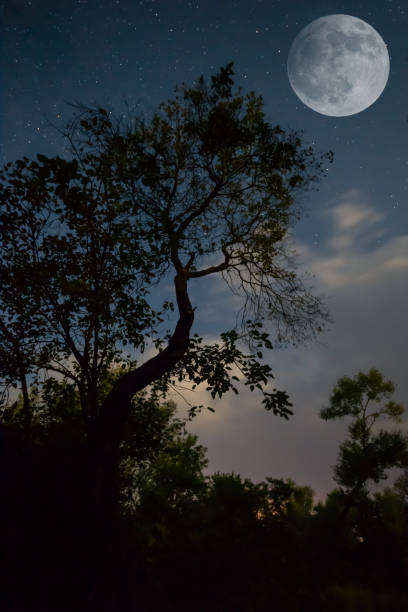 istock night forest on starry sky with fool moon, night outdoor scene 1437289632