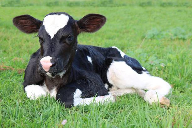 istock Black and white calf sitting on green grass ground 1437290264