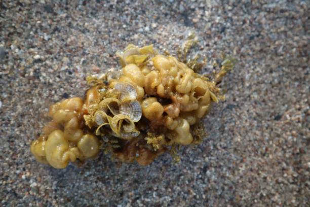 istock Close-up top view of a Colpomenia brown algae 1437290284