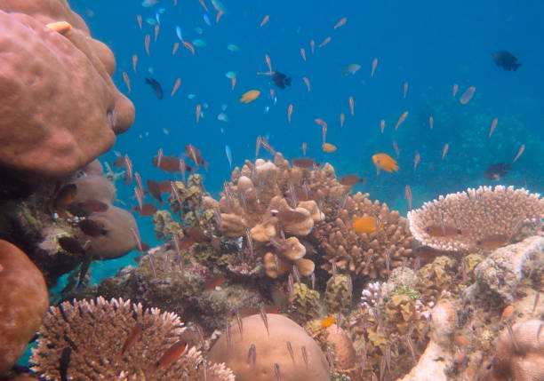 istock underwater seascape with fishes and corals 1437290425