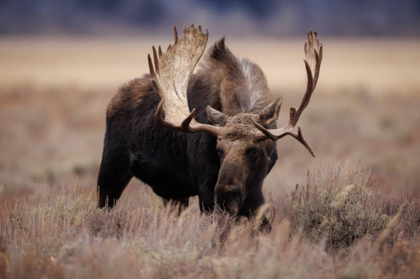 istock Moose in Grand Teton National Park 1437290504
