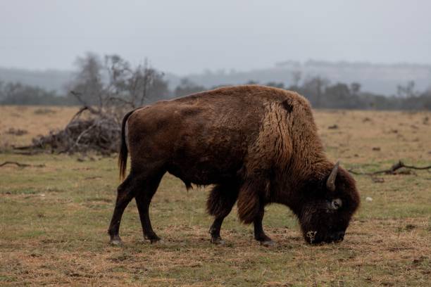 istock Large brown bison grazing on the grass in Texas 1437290644