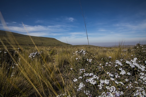 A landscape shot taken at Médanos de Samalayuca Natural Protected Area El Mexico