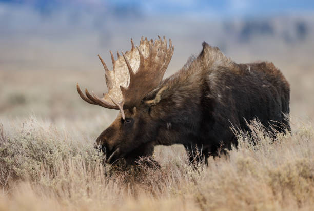 istock Moose in Grand Teton National Park 1437291422
