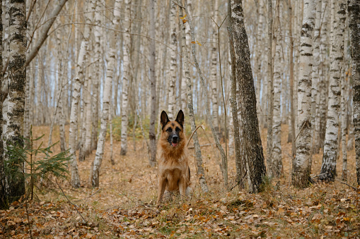 Thoroughbred dog sits in birch grove in autumn. German Shepherd dog walks through fall forest among fallen yellow leaves around on ground. No people. Horizontal minimalistic background.