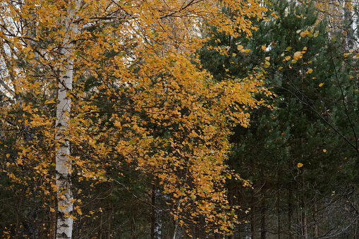 Autumn forest close up. Golden birch leaves next to green spruce or pine needles. Mixed forest, nature and environment of central Russia, Moscow region. Minimalistic background, no people.