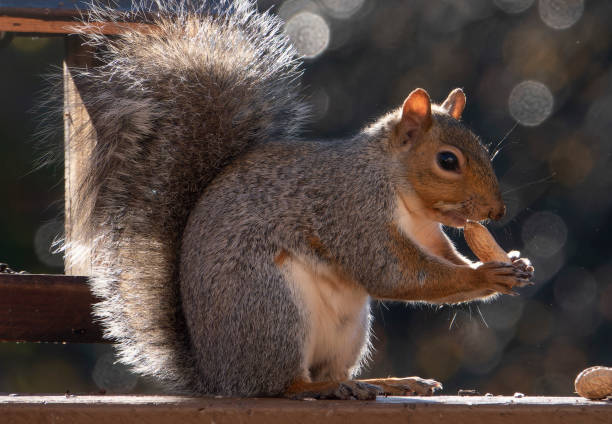 istock A Squirrel nibbles on bird seed by the bird house 1437292511